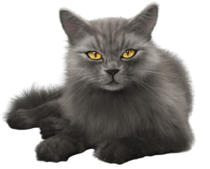 Animals models download